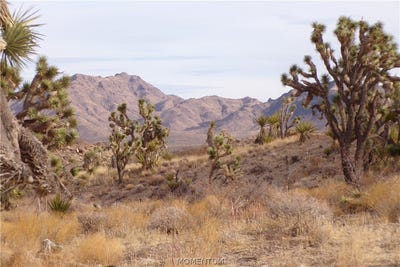 /international/us/319-07-011b-w-20th-street-dolan-springs-az-110120410082/
