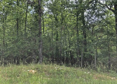 /international/us/okmulgee-drive-cherokee-village-ar-110101433984/?lang=zh-tw