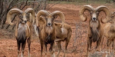 /international/us/buffalo4-ranch-county-road-290-blackwell-tx-110104434118/