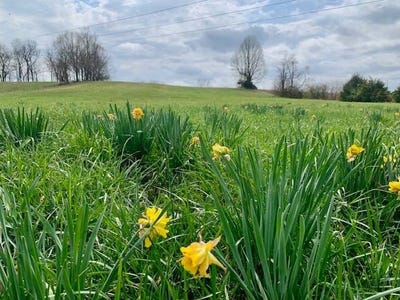 /international/us/1280-oak-hill-road-bethelridge-ky-110106932899/