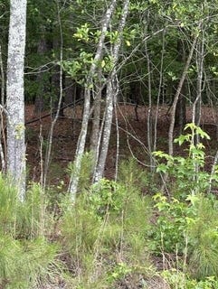 /international/us/cemetery-road-lot-a-elko-sc-110108478388/