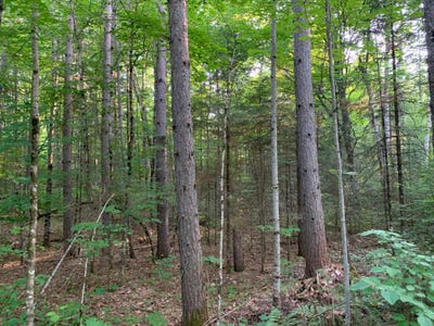 /international/us/lot-24-deer-trail-rd-presque-isle-wi-110099240396/?lang=zh-tw