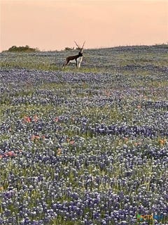 /international/us/2265-county-road-106-purmela-tx-110099922098/