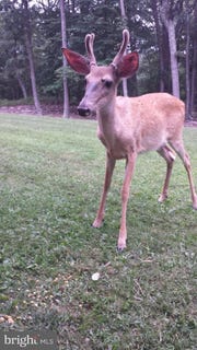 /international/us/738-wild-boar-road-augusta-wv-110100816496/