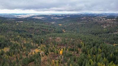 /international/us/n-mt-carlton-apn-47131-9081-rd-mead-wa-110103378185/