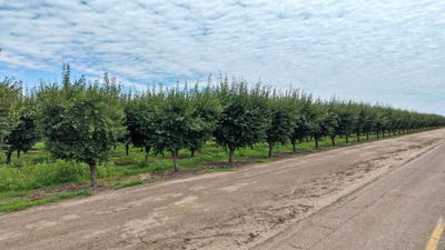 /international/us/6539-road-29-madera-ca-110108580259/