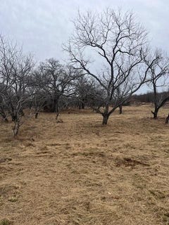 /international/us/tract-7-of-17-ac-burwick-road-jacksboro-tx-110105416279/