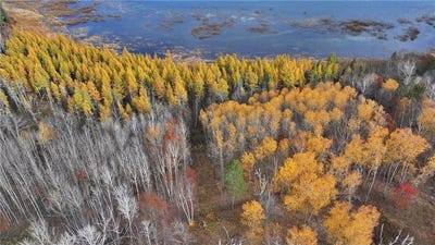 /international/us/tbd-new-paradise-point-drive-lot-8-lake-george-mn-110095453560/?lang=it