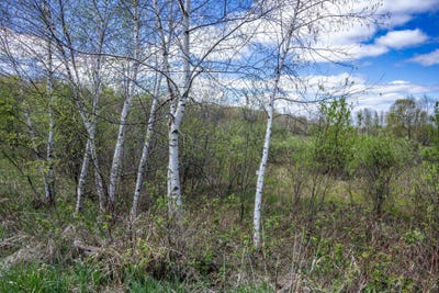 /international/us/70-acres-22nd-street-necedah-wi-110107882610/