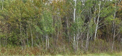 /international/us/tbd-2nd-avenue-e-international-falls-mn-110102431376/