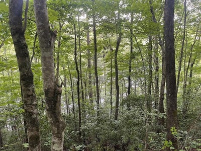 /international/us/2642-canada-road-tuckasegee-nc-110100131515/