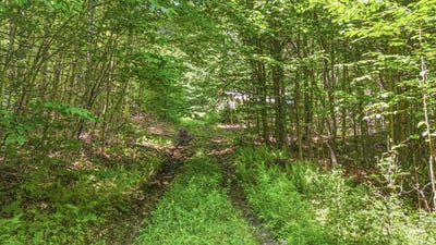 /international/us/359-bear-cub-lane-lake-placid-ny-110100986451/