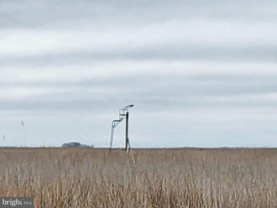 /international/us/waterfowl-sika-deer-wesley-road-crapo-md-110098854529/