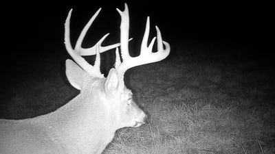 /international/us/0-buck-ridge-bidwell-oh-110108344247/