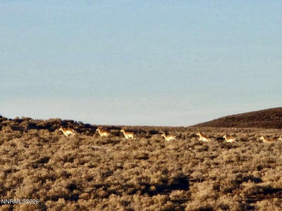 /international/us/bird-ranch-road-crescent-valley-nv-110106947428/