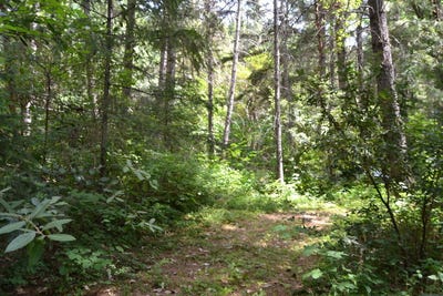 /international/us/4657-lower-grave-creek-road-wolf-creek-or-110100520045/