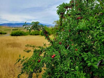 /international/us/tbd-mesa-road-mesa-id-110101147001/?lang=en