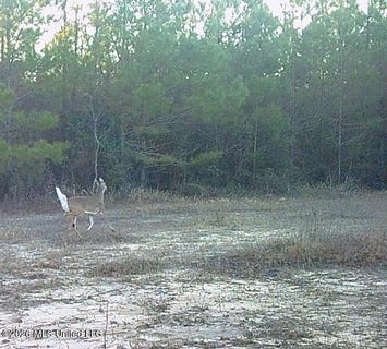 /international/us/forestry-rd-356-beaumont-ms-110108296456/