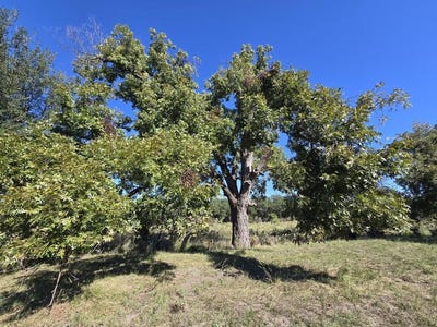 /international/us/598-dunagan-road-fort-mckavett-tx-110120485618/