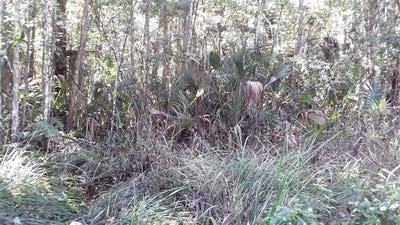 /international/us/ne-37th-terrace-terrace-citra-fl-110078965316/