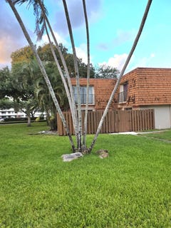/international/us/2161-orange-grove-drive-davie-fl-110107345047/