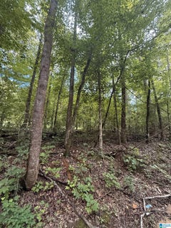 /international/us/0-county-road-312-maplesville-al-110101178096/?lang=zh-cn