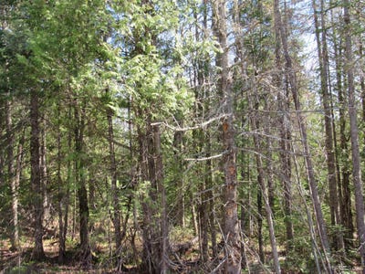 /international/us/tbd-rice-lake-lake-linden-mi-110092172669/?lang=zh-tw