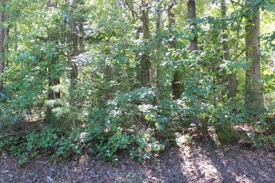 /international/us/2041-neptune-ct-lot-2041-greenbackville-va-110120132164/
