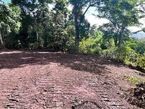 /international/us/bo-damian-abajo-orocovis-pr-110101039191/