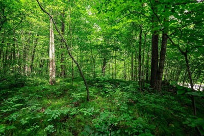 /international/us/13-33-acres-oak-ridge-road-conrath-wi-110100802752/