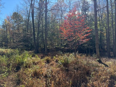 /international/us/00-maple-ave-marsteller-pa-110103235175/