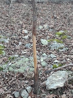 /international/us/000-moonshine-pass-salem-mo-110105512745/