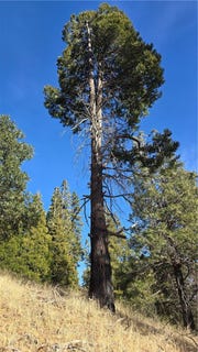 /international/us/0-none-cedarpines-park-ca-110096520607/?lang=zh-tw