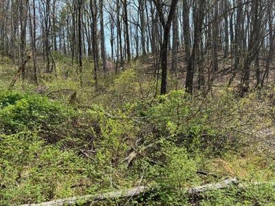/international/us/0-lot-3-4-murray-hollow-road-thaxton-va-110100950870/?lang=zh-tw