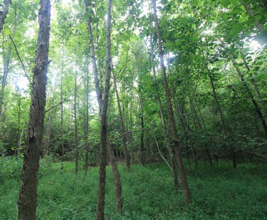 /international/us/nc-14-hw-lot-2-reidsville-nc-110120016415/