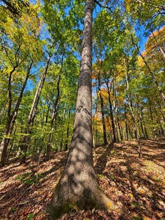 /international/us/dunbar-leetown-road-morgantown-ky-110120461276/