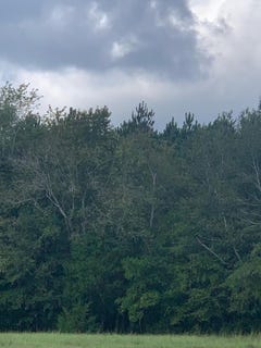 /international/us/tbd-highway-3-blackville-sc-110094809276/
