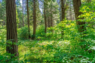 /international/us/tbd-starkes-grade-road-pollock-pines-ca-110093378831/