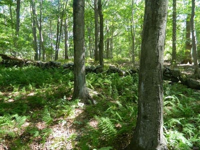 /international/us/184-shore-road-old-lyme-ct-110096568141/?lang=zh-cn