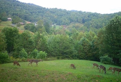 /international/us/mane-loop-ln-lot-15-franklin-nc-110120691462/