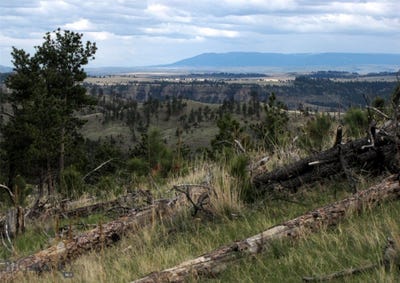 /international/us/wild-turkey-ridge-road-columbus-mt-110107750936/