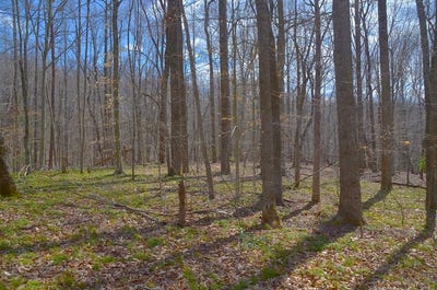 /international/us/0-tbd-duffey-lane-stuart-va-110092477275/