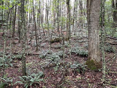 /international/us/6486-danville-pike-lot-1-hillsville-va-110110379311/