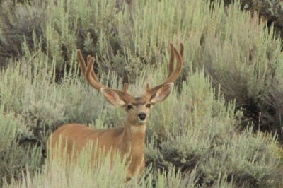 /international/us/tbd-highway-40-craig-co-110107051512/
