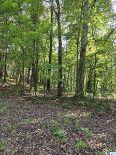/international/us/highway-280-lot-5-sylacauga-al-110108741522/