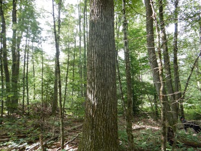 /international/us/bull-hill-road-newfield-ny-110108768298/