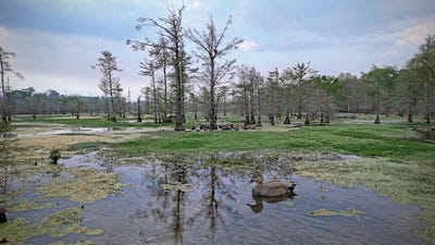 /international/us/county-rd-401-carthage-tx-110107897476/