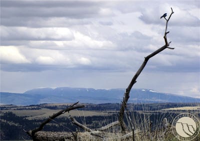 /international/us/nhn-wild-turkey-ridge-road-lot-60-columbus-mt-110107634242/