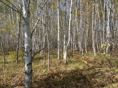 /international/us/county-hwy-61-hinckley-mn-110102653058/