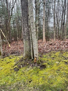 /international/us/timber-ridge-drive-beckley-wv-110100941624/?lang=zh-tw